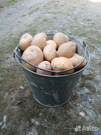 Продам картофель домашний