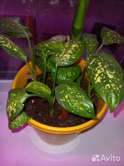 Диффенбахия