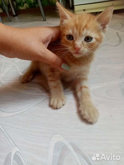 Кошка в дар бесплатно