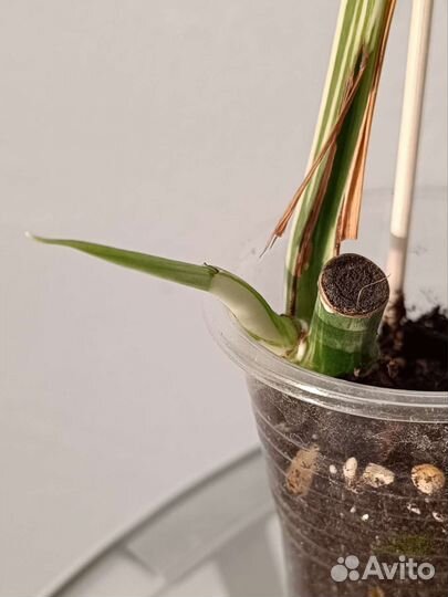 Монстера альба