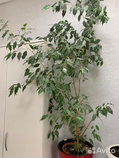 Фикус Бенджамина