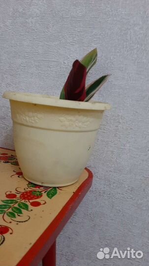 Ростки калатеи