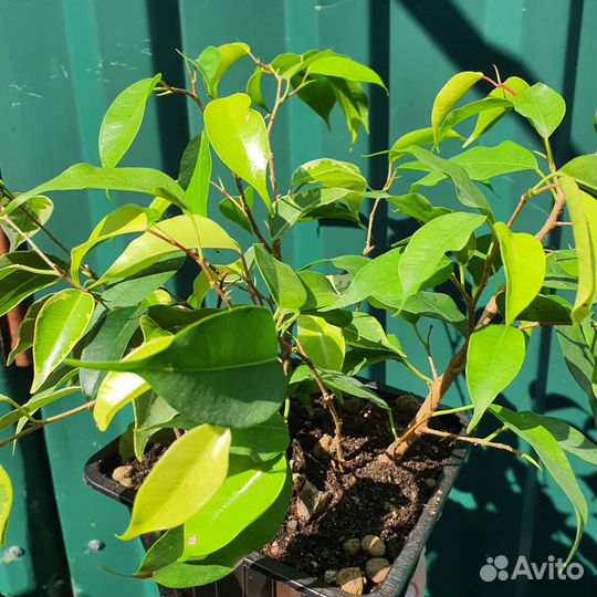 Декабрист шлюмбергера, фикус, фикус карликовый