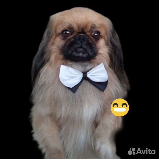 Королевский пекинес для вязки