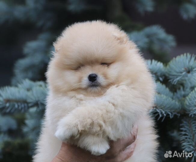 Кобель шпица