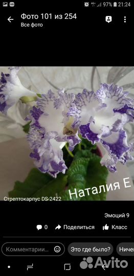 Стрептокарпусы