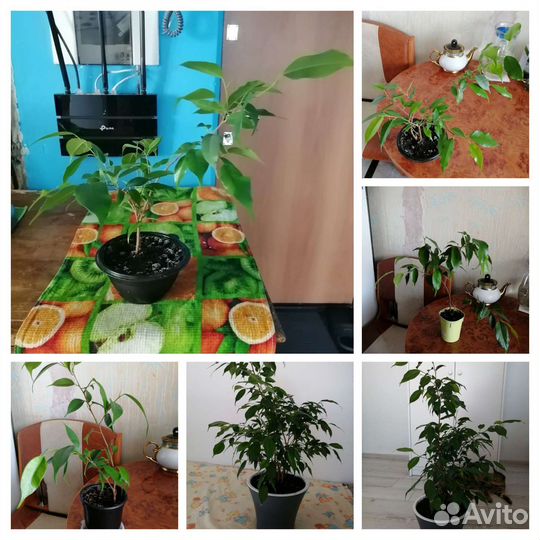 Фикус бенджамина