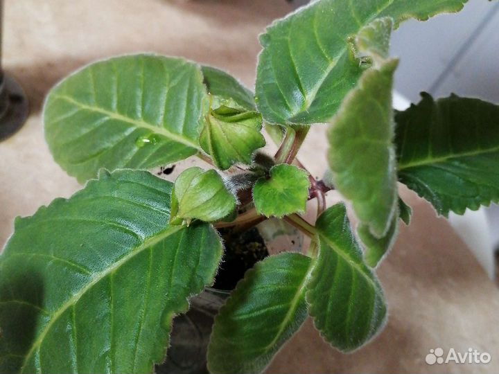 Глоксиния, Комнатная мята