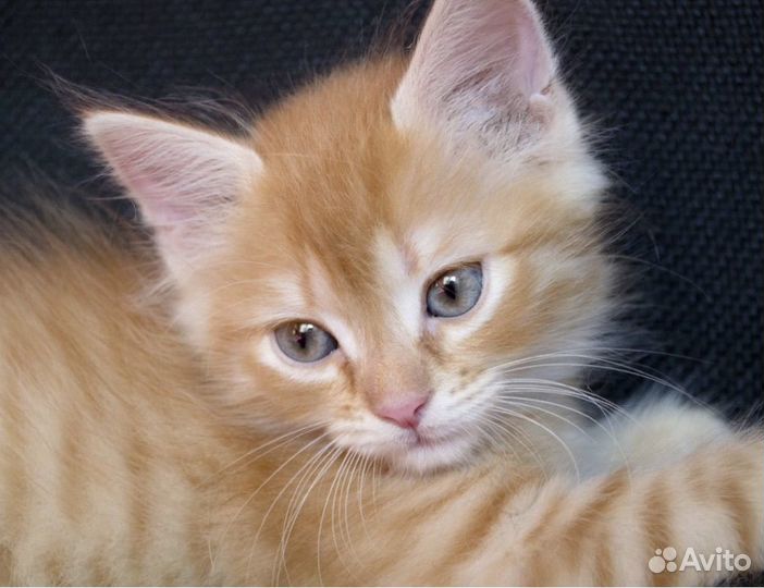 Котик рыжий маленький