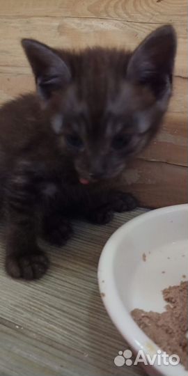 Отдам котят бесплатно