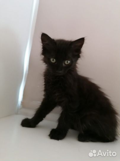 Маленькая девочка котенок