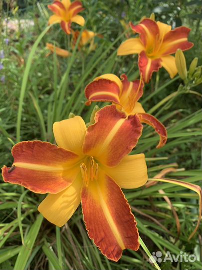 Лилейники разные