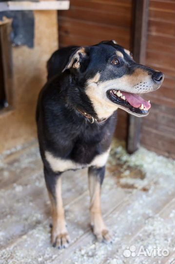Лекс приходи в приют за другом