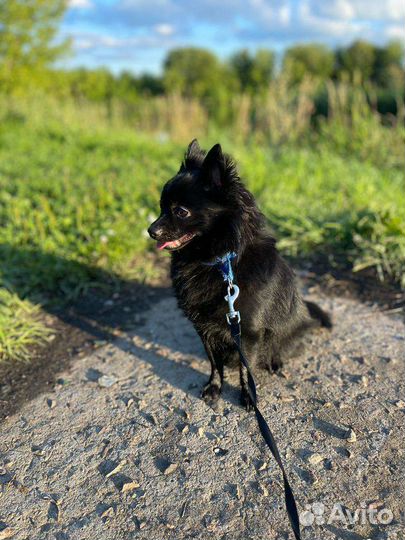 Собака в добрые руки отдам бесплатно