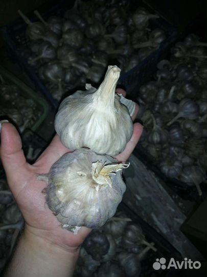 Чеснок