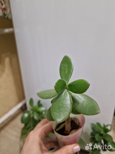 Толстянка, крассула, денежное дерево