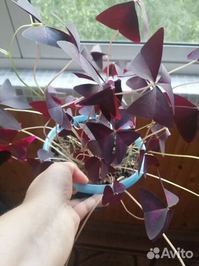 Цветы домашние в горшках