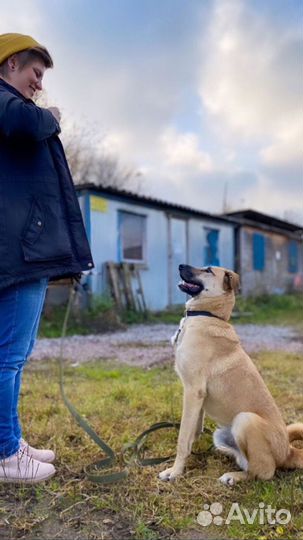 Милый Патрик ищет дом