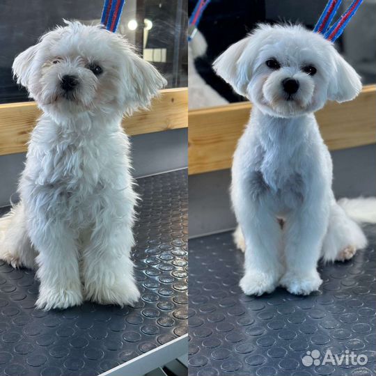 Грумер на дому