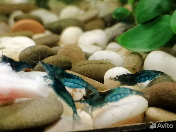 Аквариумные голубые креветки Рили блю синяя мечта