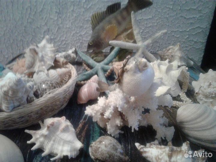 Ракушки натуральные