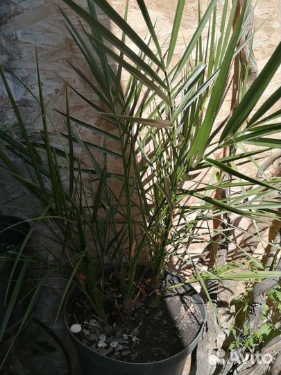 Пальма финиковая