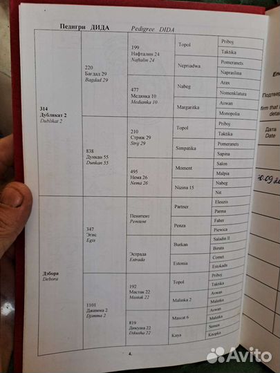 Продам арабскую кобылу