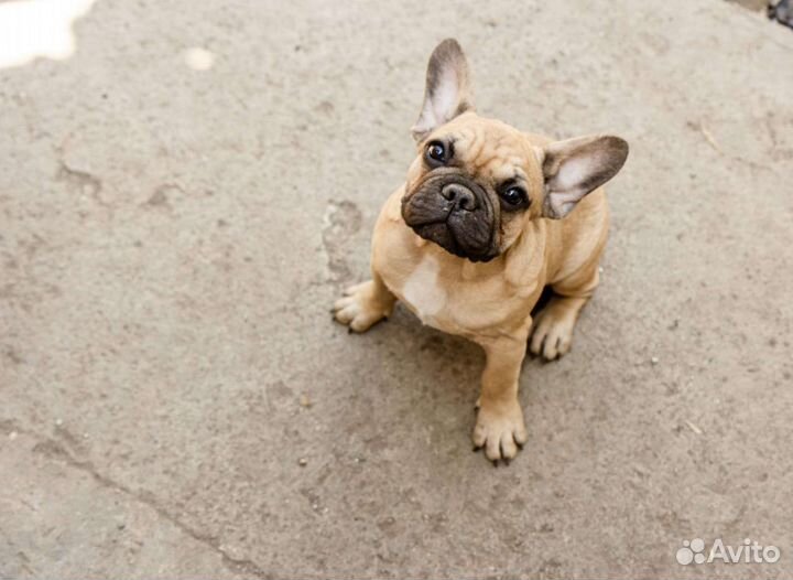 Французский бульдог мальчик РКФ