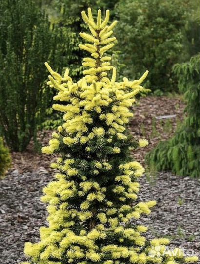 Ель Майголд (Maigold)