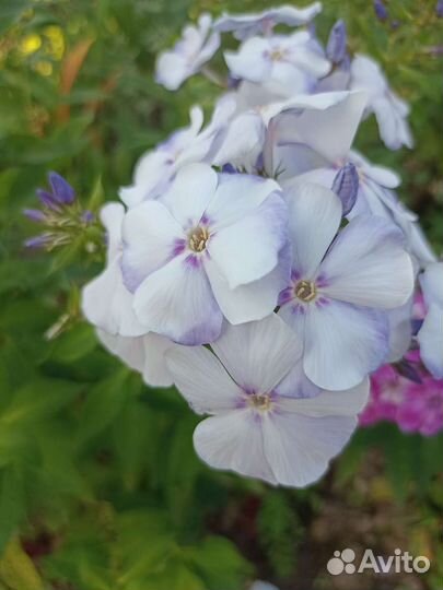 Цветы многолетники