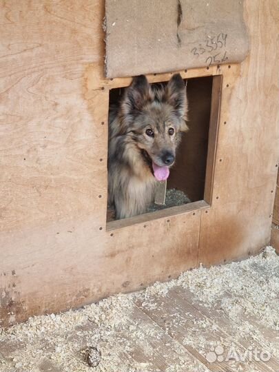 Собака в добрые руки из приюта
