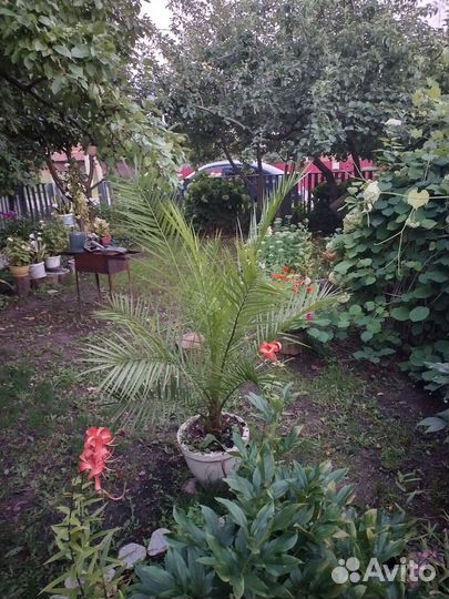 Финиковая пальма