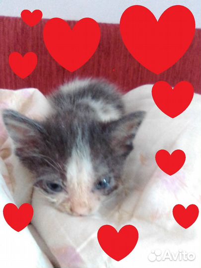 Котята-сироты