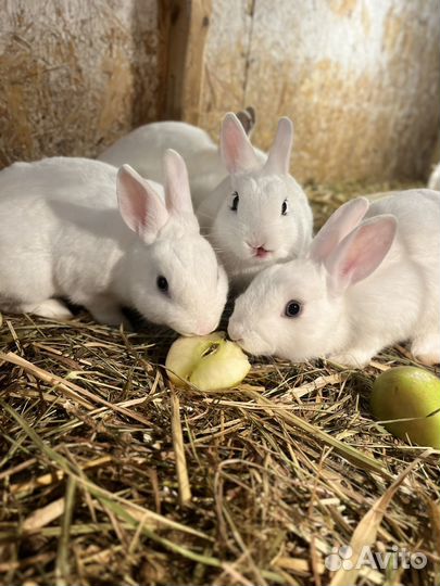 Декоративные карликовые кролики
