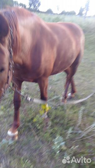Лошадь