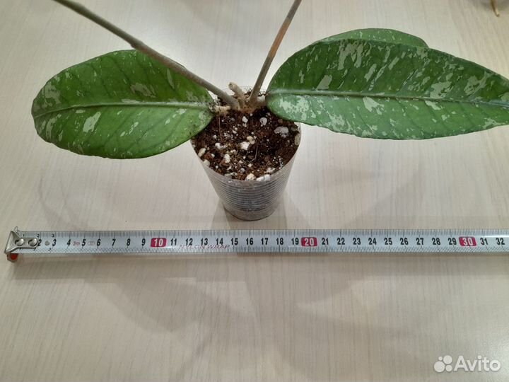 Hoya Gayolues ar 09 Смоленск, Ярцево