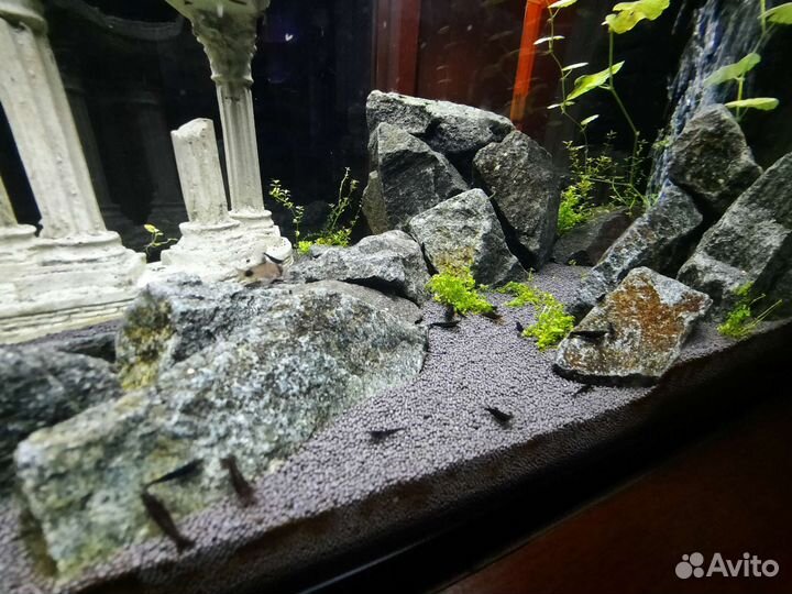 Креветки черные (28.06.23 - есть свободные)