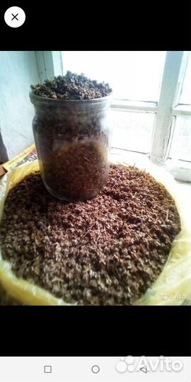 Семена свеклы столовой и кормовой, моркови