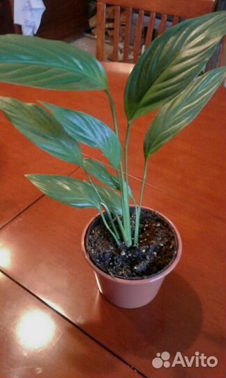 Молодило, эписции, шеффлера, молочай, фикус