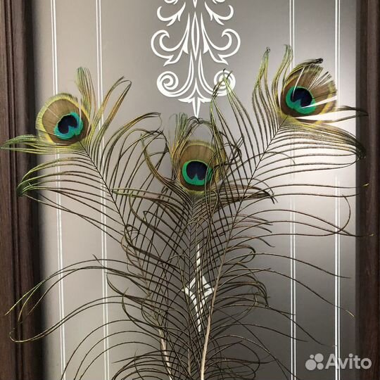 Перо павлина