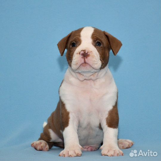Собаки щенки американский булли
