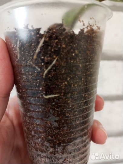 Фикус лирата бамбино