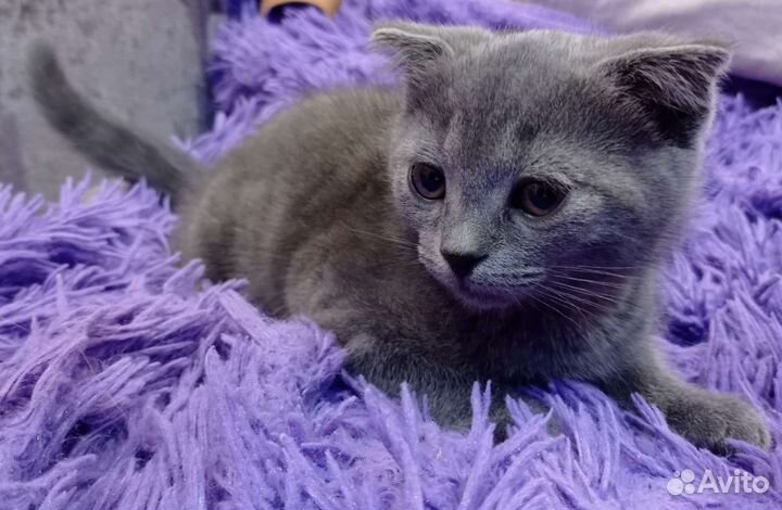 Вислоухий мальчик