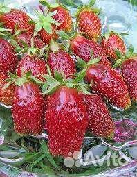 Земклуника