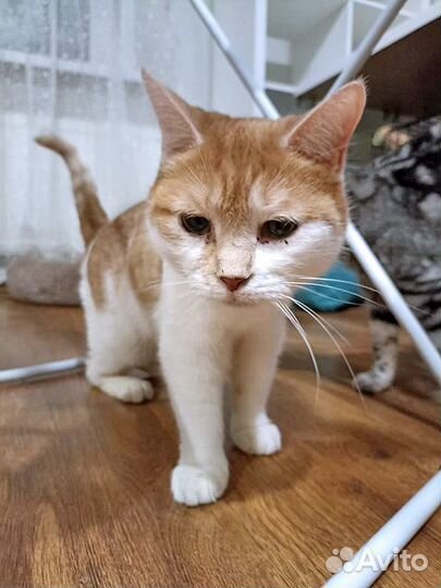 Всю жизнь в клетке. Кошечка Изабелла ищет дом