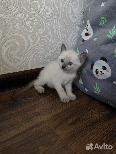 Тайские (сиамские) котята