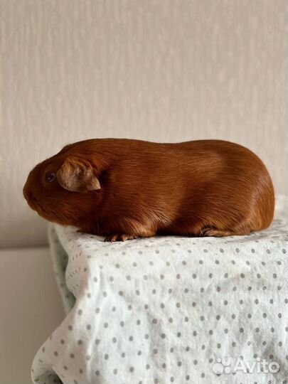 Морская свинка и вольер для морской свинки