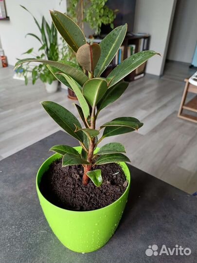 Домашние деревья Фикус