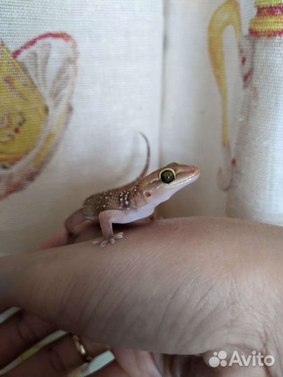 Hemidactylus triedrus (Пoлупaлыe гекконы)