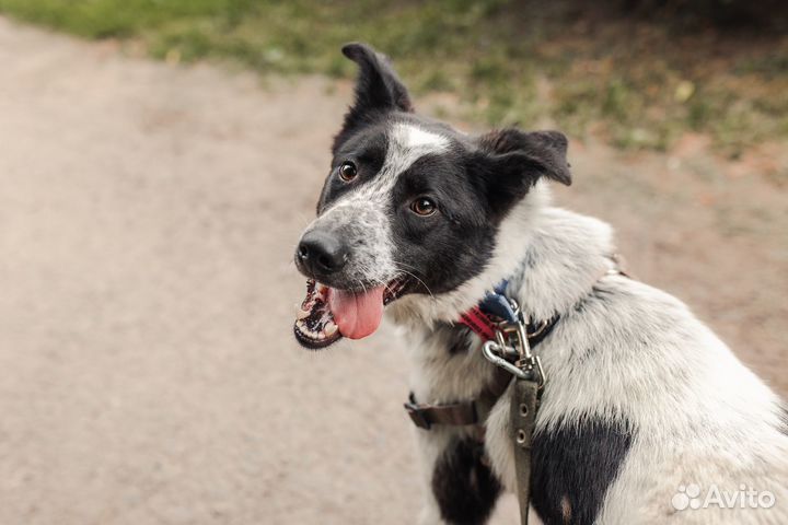 Тадзио, 1 год, в добрые руки